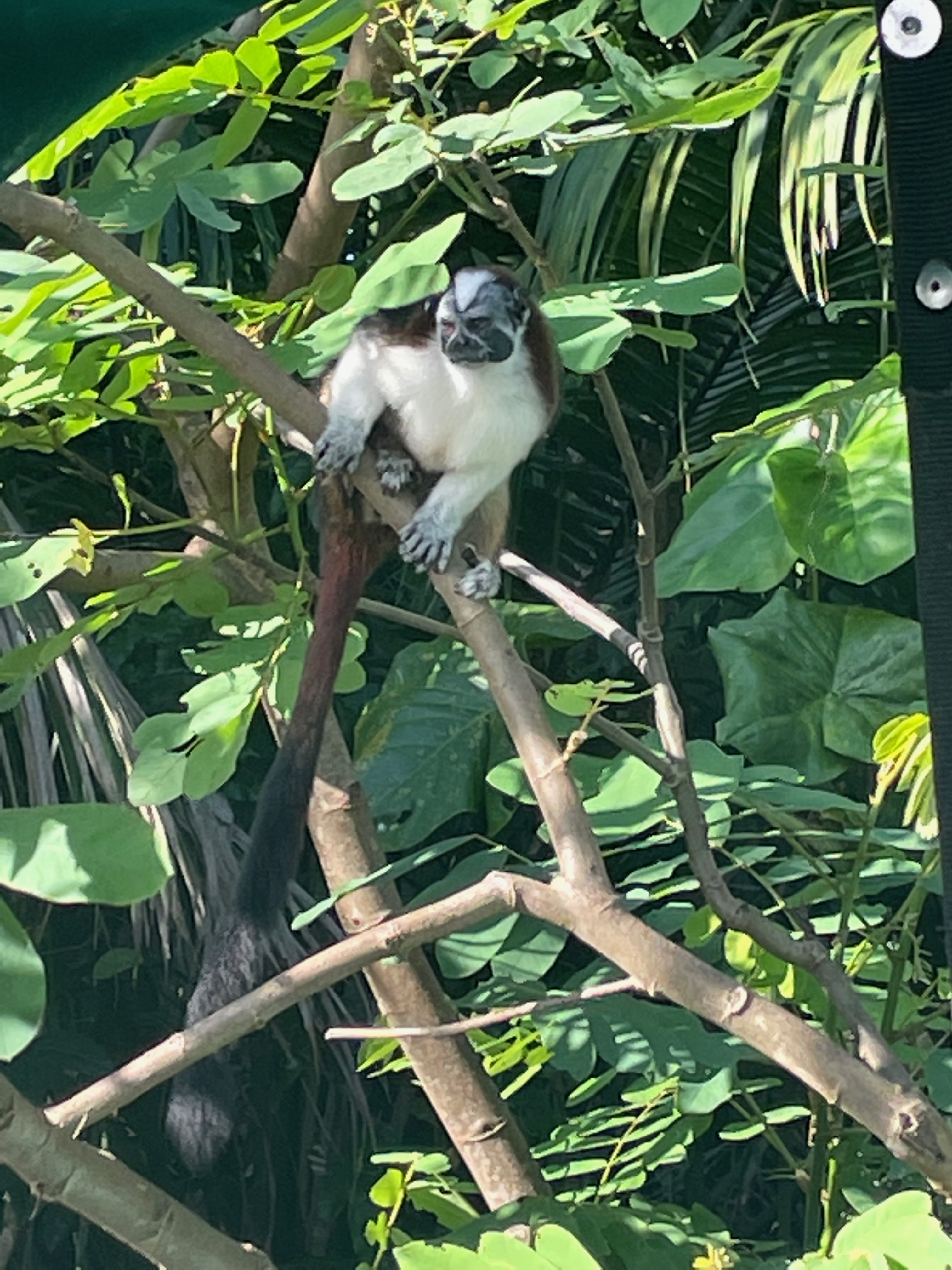 Monkey in a tree at Monkey Island Panamá