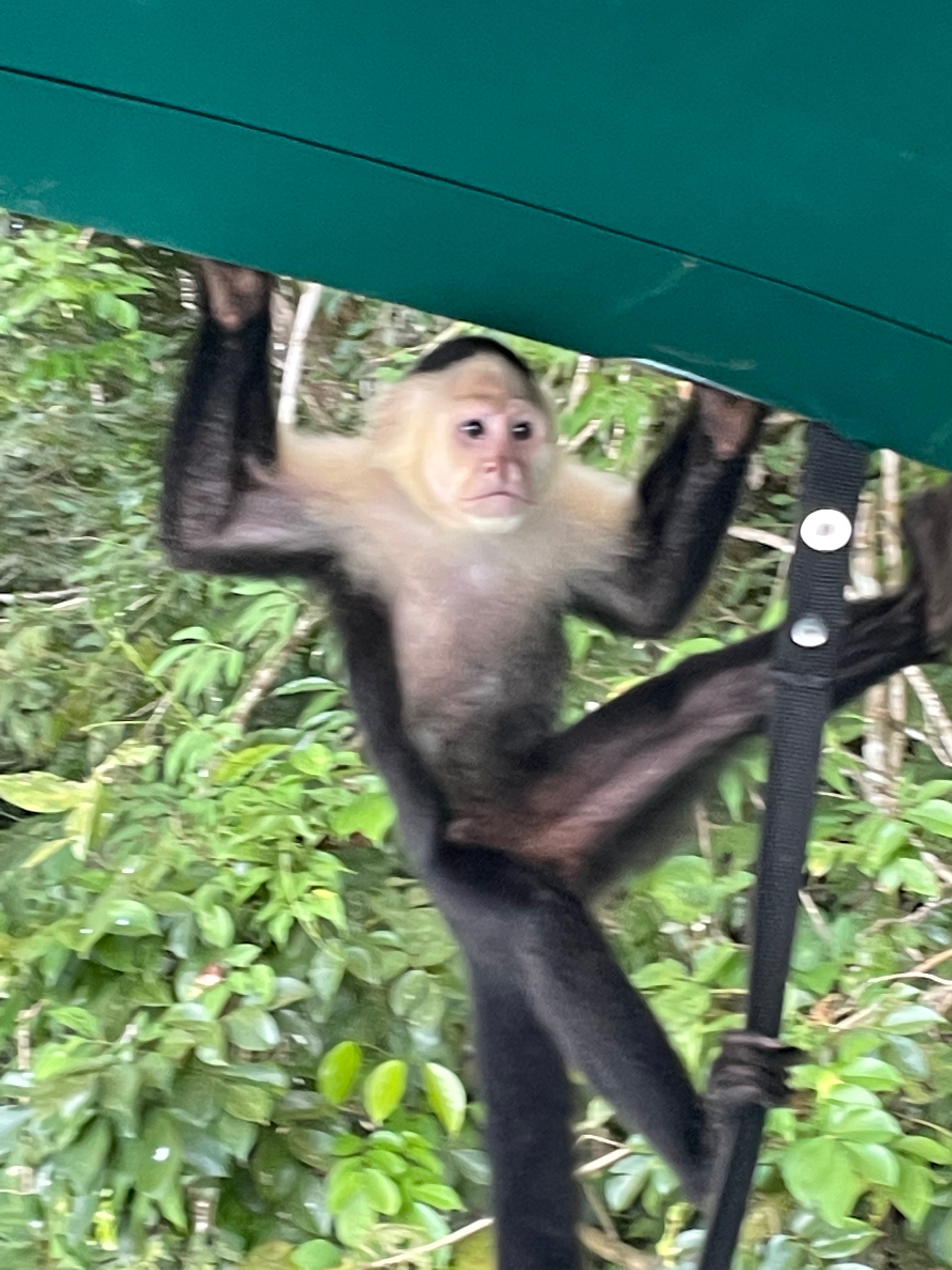 cute monkey at Monkey Island Panamá