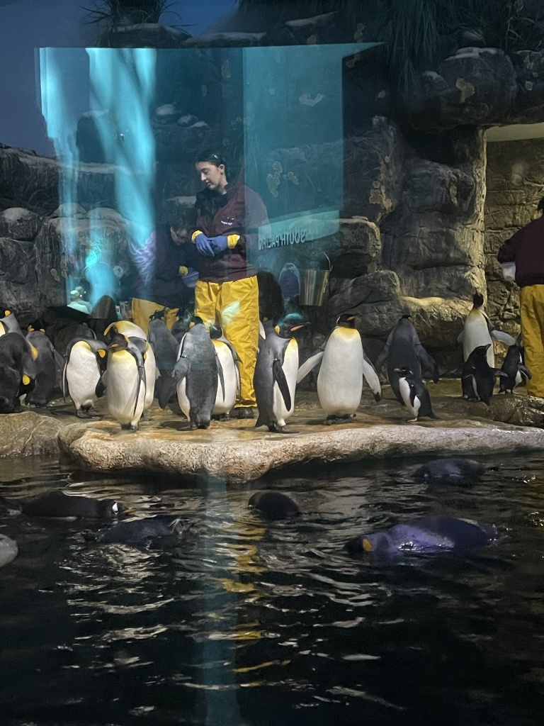 Penguins being fed at the Aquarium Pyramid at Moody Gardens in Galveston Texas