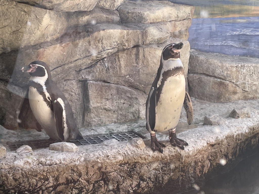 Sweet penguin at the Aquarium Pyramid at Moody Gardens in Galveston Texas