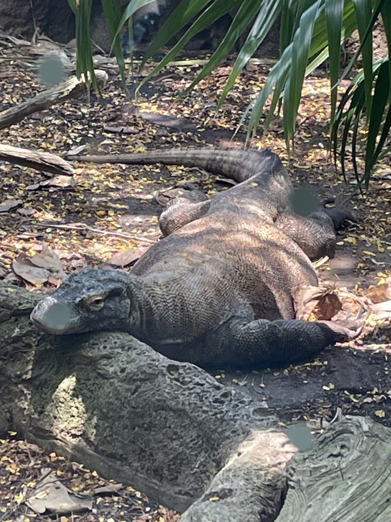 A very lazy Komodo Dragon at the Rainforest Pyramid at Moody Gardens Galveston Texas