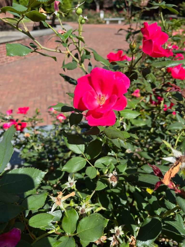 Pretty roses in Philly